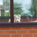 double glazing repairs